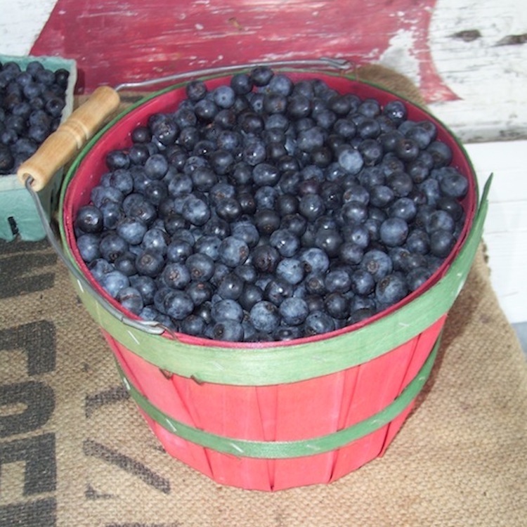 Georgia blueberry growers suffer second straight year of crop loss